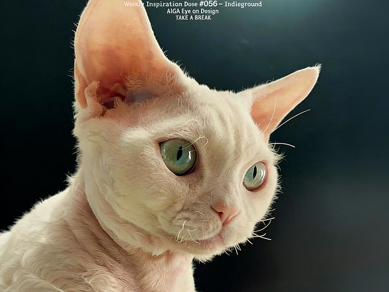 玖沐喵语德文猫养护环境